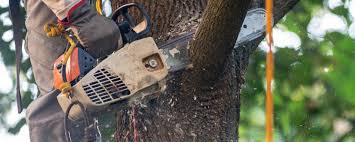 Best Weed Control  in Perry, OK