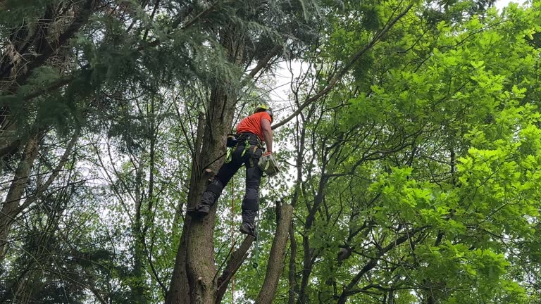 How Our Tree Care Process Works  in  Perry, OK